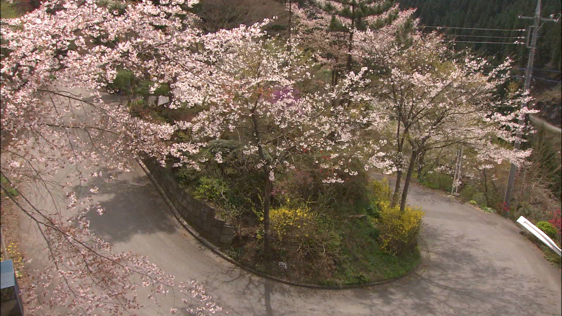 【絶版】花のあとさき～あのときムツさんにきいたこと～ 山あいの段々畑に花を植え続 花のあとさき ムツばあさんの歩いた道 | シネスイッチ銀座