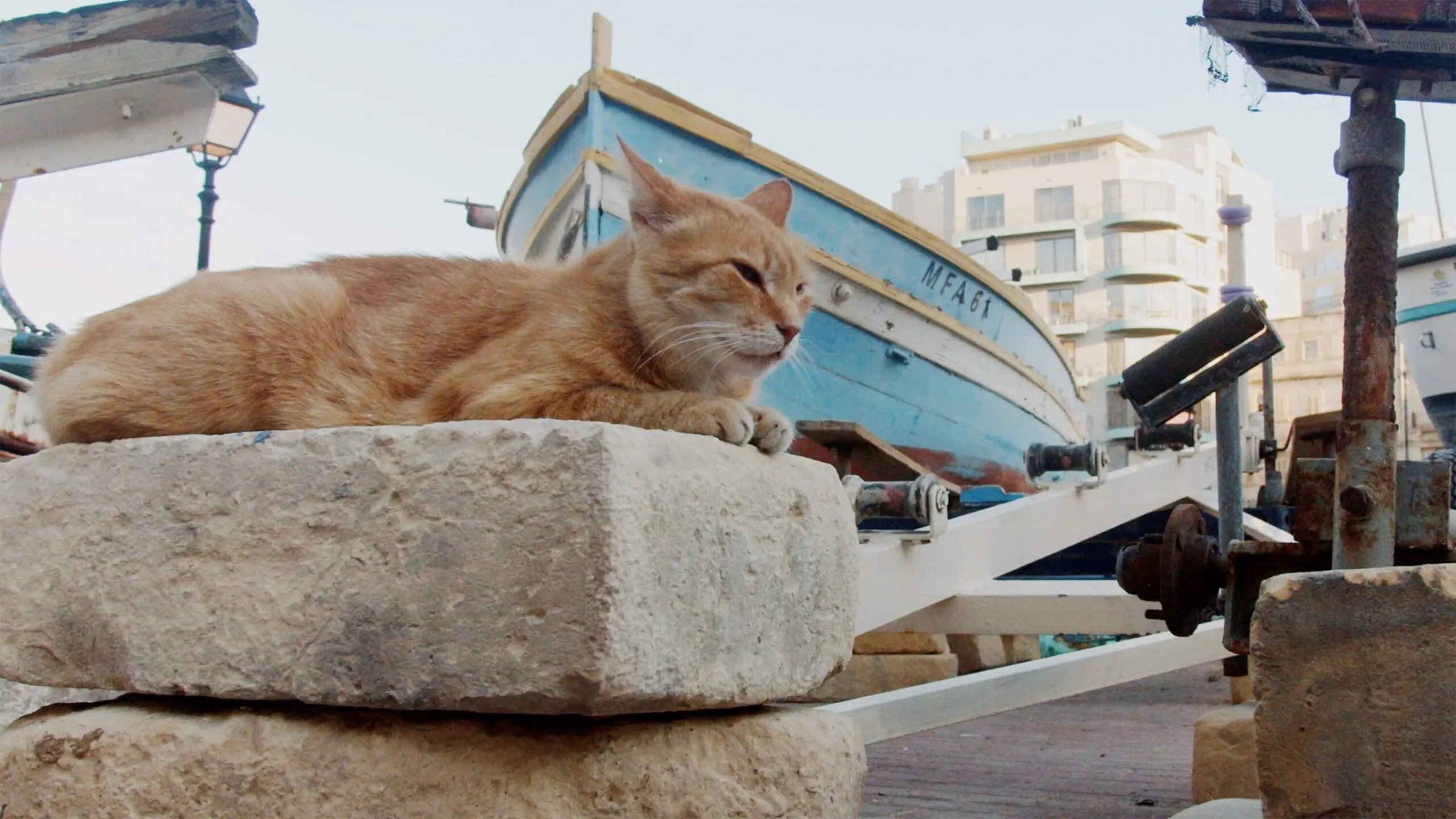 ねこしま - 上田映劇